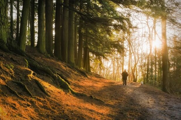 Morning light through winter trees with person and dog